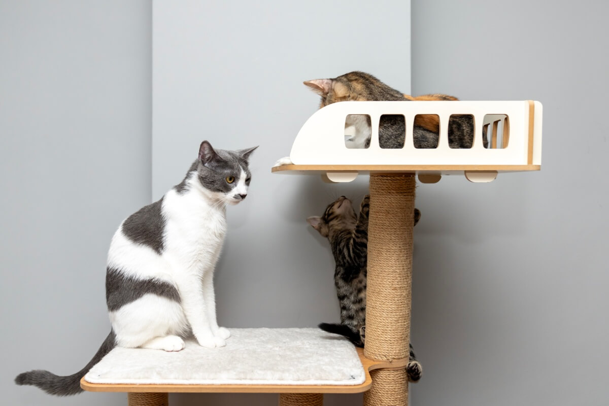 O enriquecimento ambiental é benéfico para a saúde física e mental dos gatos 