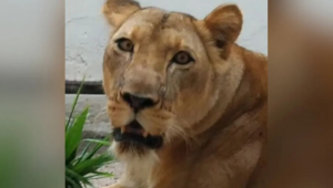 Leoa Leona, envolvida na morte de um homem na Paraíba, não será submetida à eutanásia