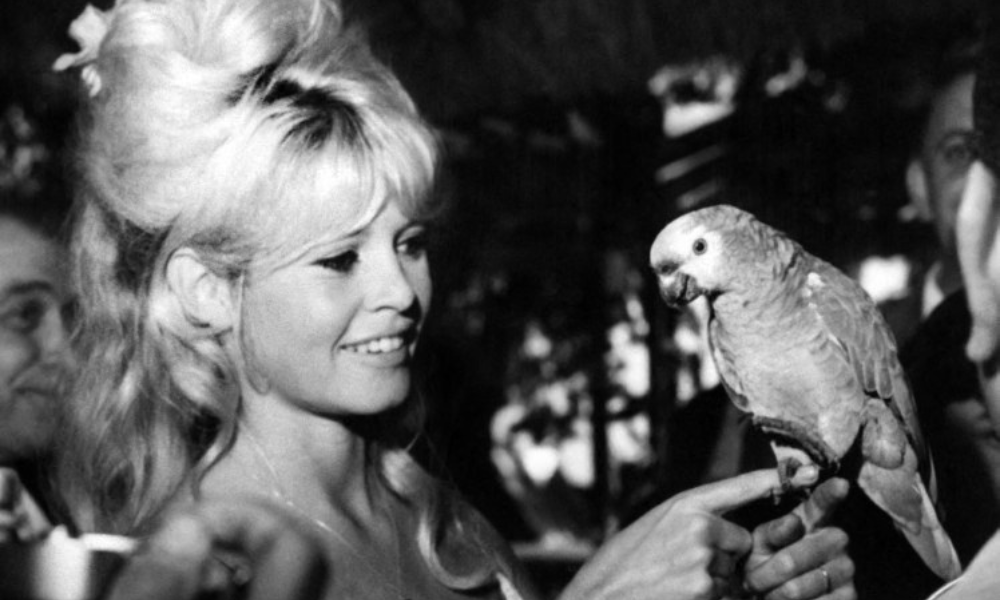 Brigitte Bardot segurando um papagaio, no Rio de Janeiro, em 1º de abril de 1964