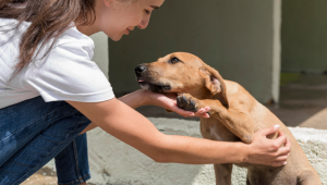 cachorro resgatado abrigo