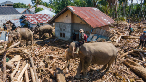 Esta imagem mostra uma vista aérea de membros do Corpo de Brigada Móvel da Indonésia utilizando elefantes de Sumatra para ajudar na remoção de destroços de árvores após enchentes repentinas em Meureudu, distrito de Pidie Jaya, província de Aceh, em 8 de dezembro de 2025. Autoridades em áreas da Indonésia atingidas por enchentes relataram escassez de alimentos, abrigo e medicamentos, enquanto o número de mortos chegou a 950 em 8 de dezembro, após semanas de fortes chuvas.