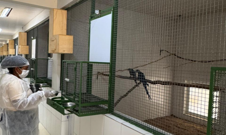 Criadouro contesta laudo sobre circovírus em 11 ararinhas-azuis na BahiaCriadouro contesta laudo sobre circovírus em 11 ararinhas-azuis na Bahia