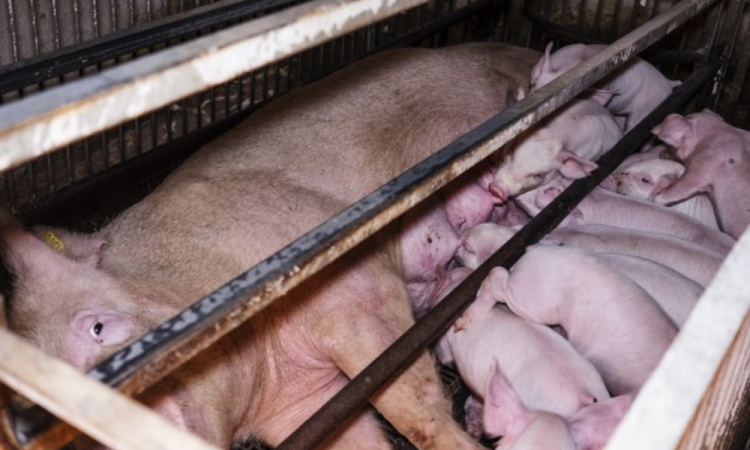 Projeto aprovado na Câmara coloca proteção animal em perigo, dizem especialistas Investigação revela terrível realidade dos porcos usados para produção de presunto de Parma