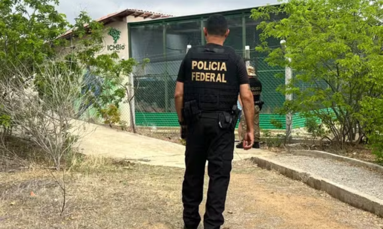 PF deflagra operação para investigar surto de vírus letal em ararinhas-azuis na Bahia