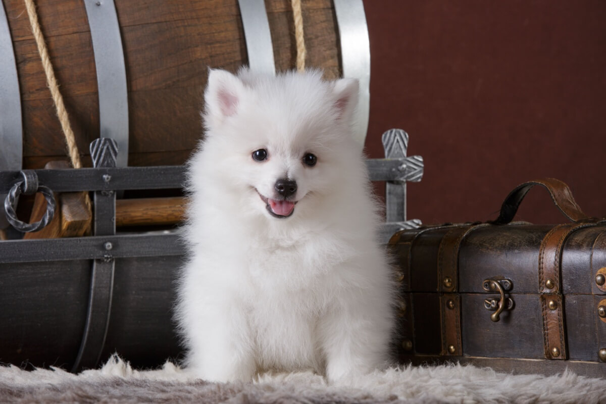 Apesar de parecidos, o spitz alemão e o volpino italiano são cachorros diferentes 