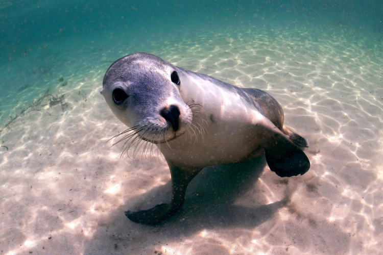 6 curiosidades fascinantes sobre o leão-marinho
