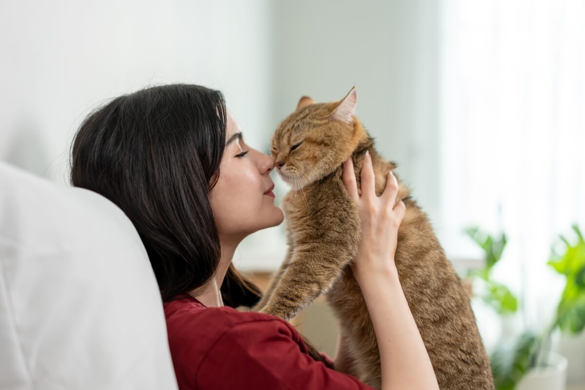 Socializar o gato traz benefícios tanto para o felino quanto para o tutor 