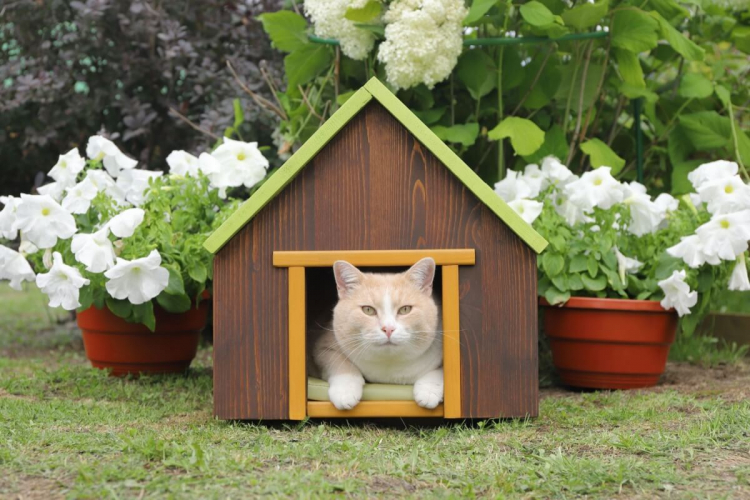 7 diferenças entre gatos domésticos e felinos selvagens 