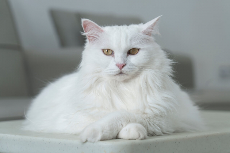 7 raças de gato que se destacam pela pelagem branca 