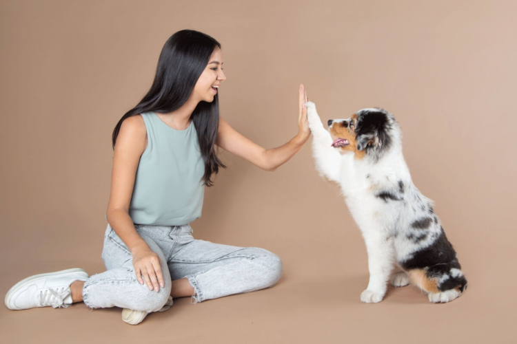 8 dicas práticas para estimular a inteligência do seu cachorro