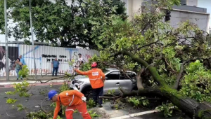 Árvore de grande porte cai na Rua Consolação e interdita vias de SP 