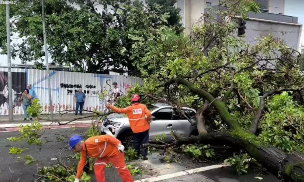 arvore consolação (1)
