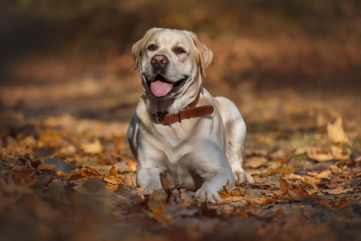 Cachorros de filmes inspiram nomes criativos que combinam com a personalidade dos pets 