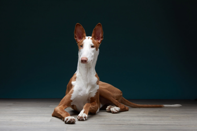 Cachorros espanhóis: 5 raças originárias da Espanha