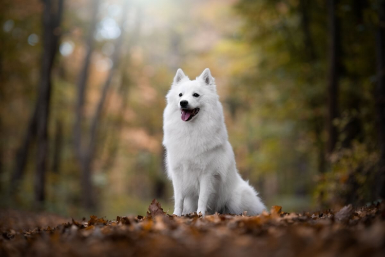 Cães do tipo spitz: 7 raças encantadoras para conhecer 