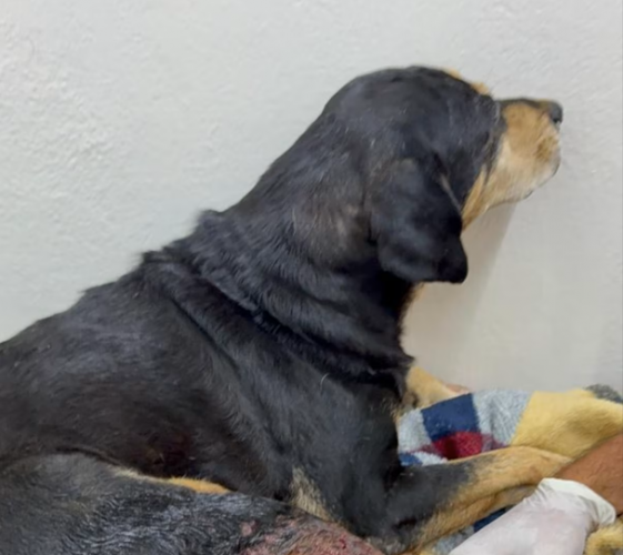 Cachorro comunitário é baleado por policial militar no RS