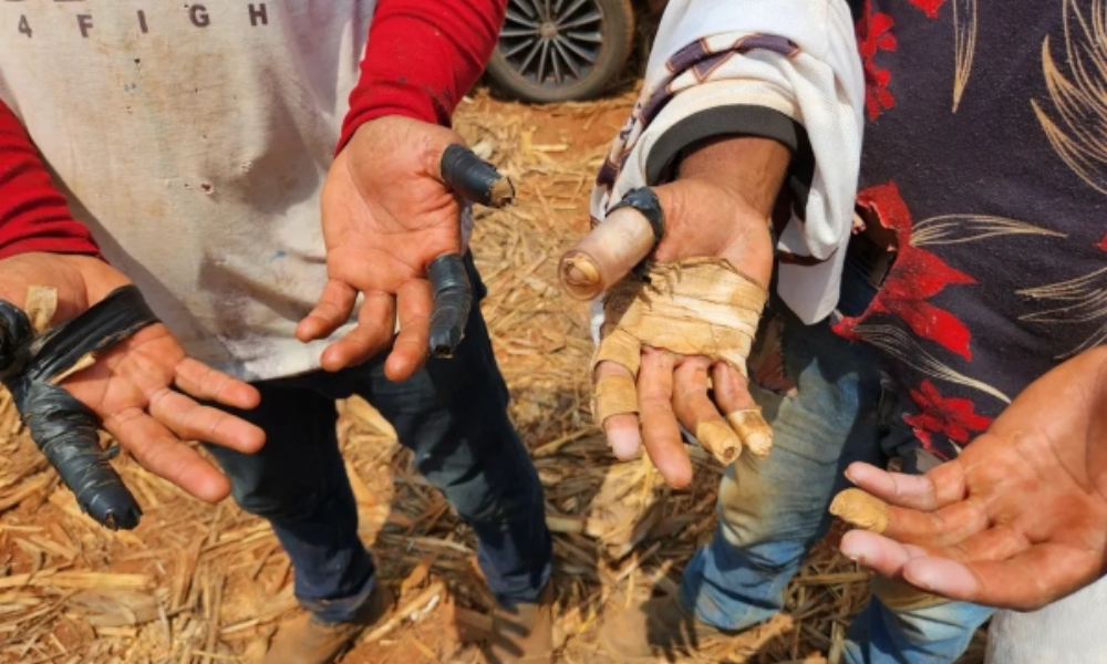 trabalho escravo MDHC