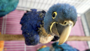 Filhote de Arara-azul resgatado