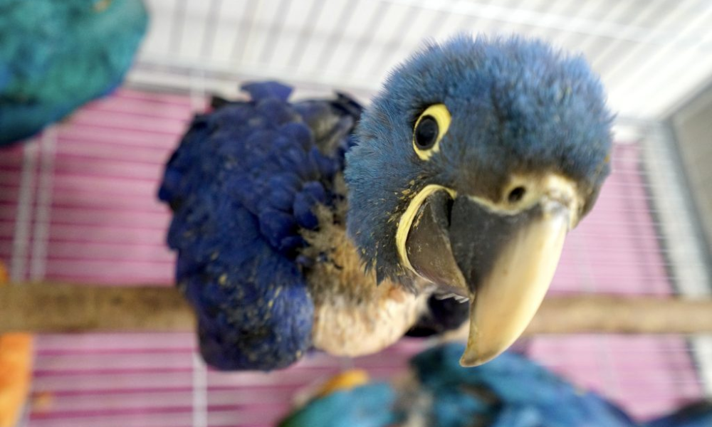 Filhote de Arara-azul resgatado