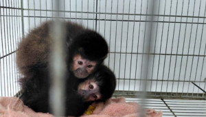 Macacos-prego retirados de criadouro embargado em Xanxerê (SC) - Foto: Divulgação/Ibama