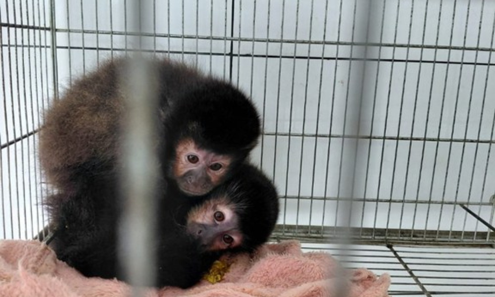 Macacos-prego retirados de criadouro embargado em Xanxerê (SC) - Foto: Divulgação/Ibama