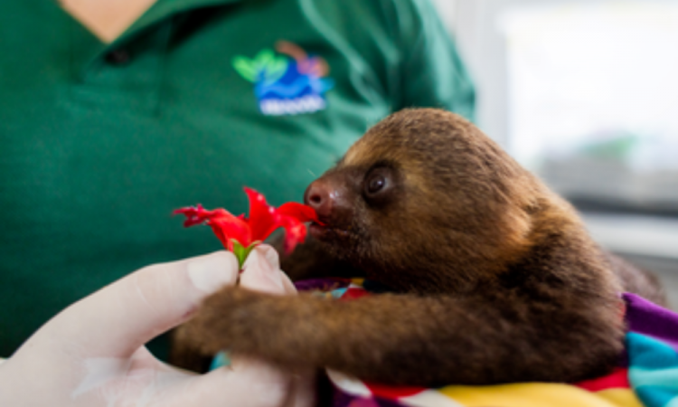 Sloth rescued by Ibama Choloepus didactylus – Photo: World Animal Protection
