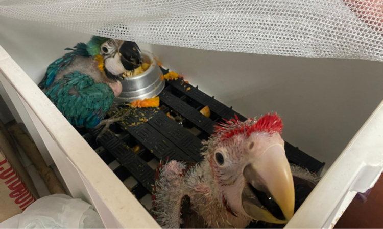 Red-and-white macaw and scarlet macaw puppies rescued