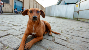 Projeto dá visibilidade à causa da proteção animal