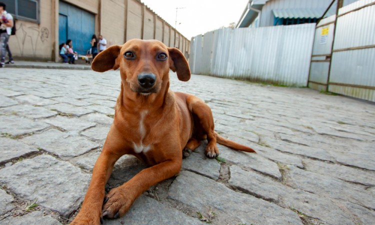 Projeto dá visibilidade à causa da proteção animal