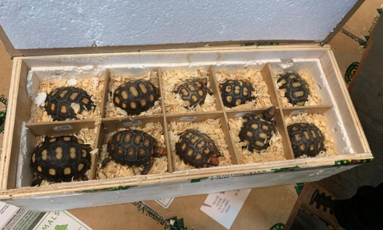 Tortoises were being exported from Bahia breeding grounds to China - Photo: Ibama/SP