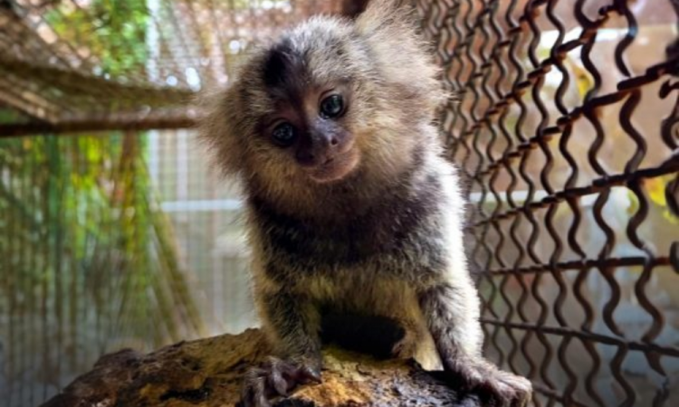 marmoset baby