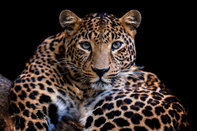 Leopardo: 10 curiosidades sobre esse felino selvagem 