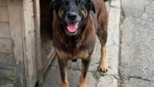 ‘Cão Orelha’: polícia cumpre mandados contra investigados por morte de cachorro