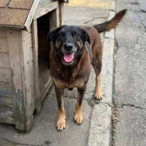 ​‘Cão Orelha’: polícia cumpre mandados contra investigados por morte de cachorro