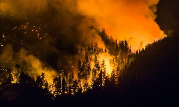 ​Incêndio florestal atinge Patagônia argentina e consome mais de 5.500 hectares