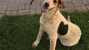 Após morte de cão em SC, cachorro comunitário é morto a tiros no PR