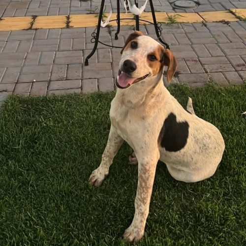 saveclip.app_622475505_18218572864311441_1388064834423991647_n-500x500 Após morte de cão em SC, cachorro comunitário é morto a tiros no PR