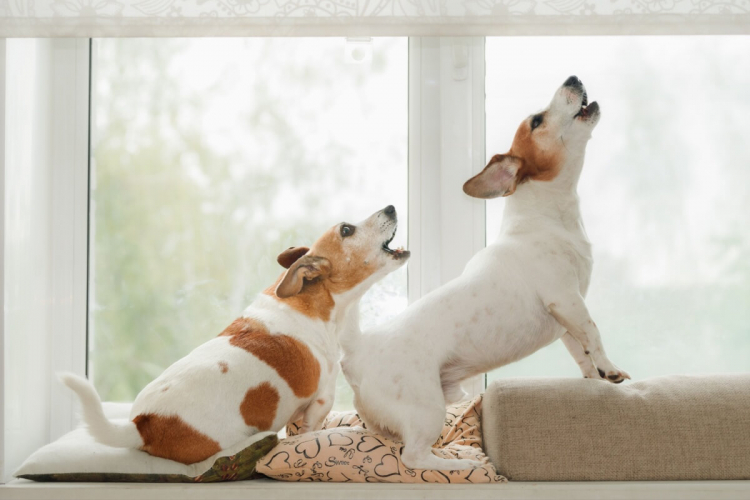 Seu cachorro gosta de latir? Veja 10 nomes perfeitos para ele 