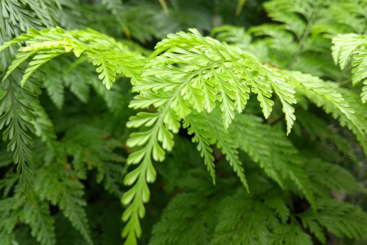 5 plantas fáceis de cuidar para ter em casa e deixar o ambiente mais verde