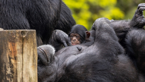 Macaco filhote do Zoológico de SP no colo da mãe