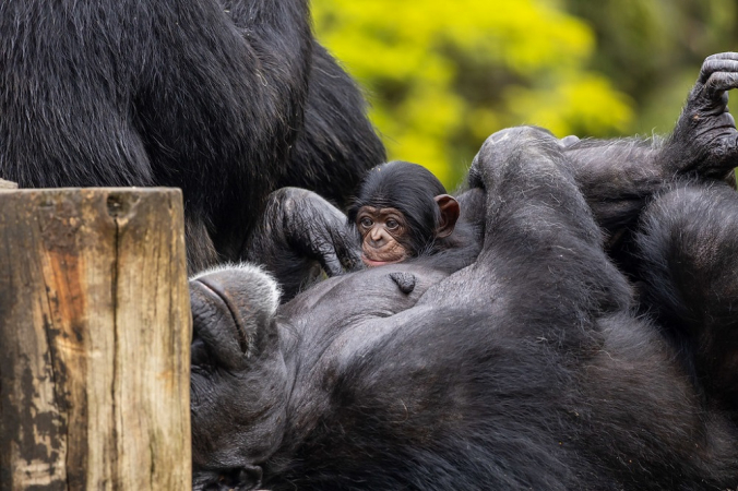 Macaco filhote do Zoológico de SP no colo da mãe