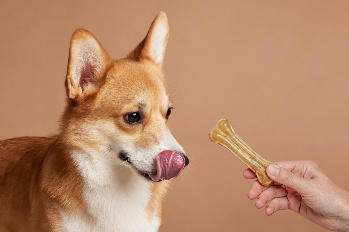 Oferecer petiscos aos pets exige atenção para não comprometer a saúde do animal 