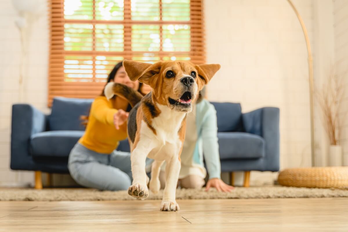Cães com transtornos de atenção apresentam um padrão persistente de hiperatividade 