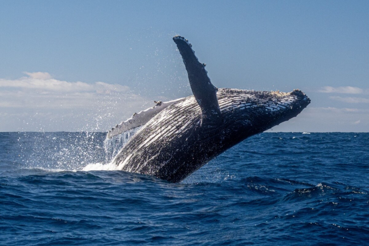 Baleia-jubarte: 7 curiosidades sobre a gigante do oceano 