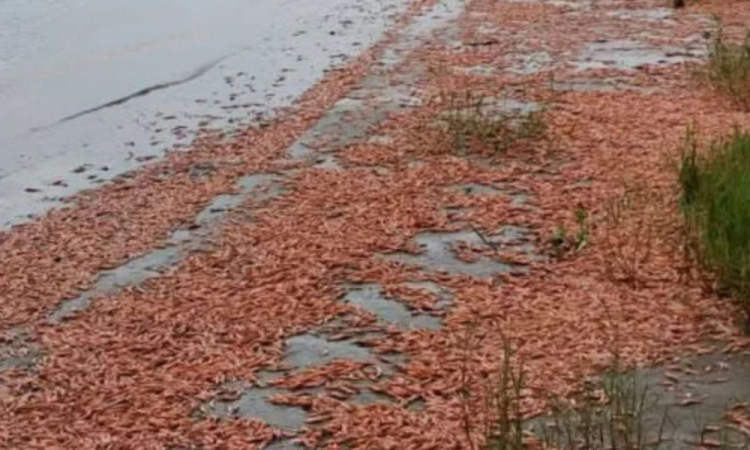 camaroes mortos no tiete