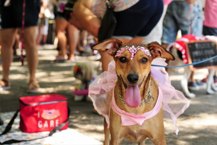Carnaval com pets: 3 cuidados para garantir a saúde dos animais na festa