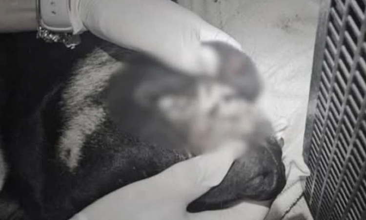 Guarda Municipal de Itajaí mostra ferimentos do cachorro