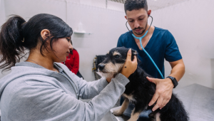 Hospital Veterinário no Tatuapé passa a funcionar 24h; noite e madrugada terão atendimento para urgência e emergência