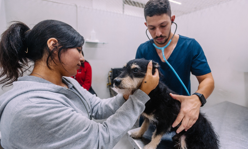 Hospital Veterinário no Tatuapé passa a funcionar 24h; noite e madrugada terão atendimento para urgência e emergência