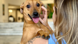 A nova lei reconhece o vínculo afetivo entre tutores e animais de estimação Foto: Divulgação/Governo de SP